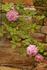 Lippiatt's Manetti rose photo