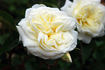 72-04-01 rose photo