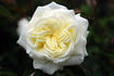 72-04-01 rose photo
