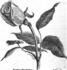 Duchesse Mathilde rose photo