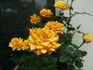 Samba Kordana® rose photo
