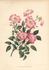 R. wichurana rubra rose photo