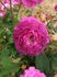 Royal Marbrée rose photo