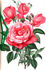 Mériame de Rothschild rose photo