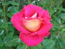 Canadian Sunset rose photo