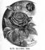 Earl of Dufferin rose photo