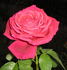 Myrna Courage rose photo