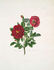 Double Velvet Rose rose photo