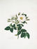 <i>Rosa alba</i> L. rose photo