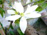 Armandii 'Snowdrift' clematis photo