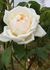 June Bride rose photo