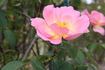 Gwen Nash rose photo