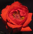 Hot Shot rose photo