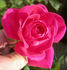 CDXHOR rose photo