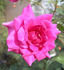 RBXLYN rose photo