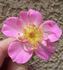CARXLEB rose photo