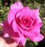 RBXLYN rose photo