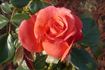 We Salute You ™ rose photo