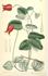 <i>C. coccinea</i> Engelm. synonym clematis photo