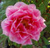 Shintoen peony photo