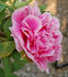 Shintoen peony photo