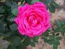 Senior Prom rose photo