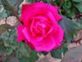 Senior Prom rose photo