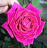 CHXPB rose photo