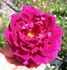 CHXPB rose photo