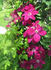Rouge Cardinal clematis photo