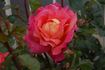 Mary Wise rose photo