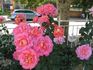 Mary Wise rose photo