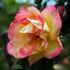 Schmetterling rose photo