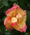 Schmetterling rose photo