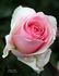 Hawkeye Belle rose photo