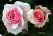 Hawkeye Belle rose photo