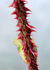 Orange Moss rose photo