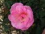 Smiles rose photo