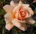 Dr. Brownell rose photo