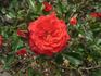 Razzmatazz rose photo
