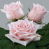 Parfume de Grande® rose photo
