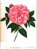 Madame Baron-Veillard rose photo