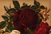 Emperor rose photo
