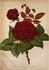 Earl of Dufferin rose photo