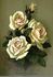Charlotte Gillemot rose photo