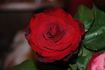 Rodeo Drive ™ rose photo