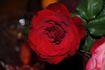 Rodeo Drive ™ rose photo