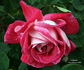 VIRpaint rose photo