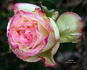 Miwaku rose photo