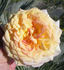 Edith Schurr rose photo